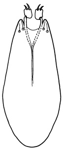 punctiscapus
